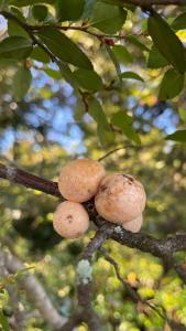 a group of three mushrooms on a tree branch at Cabañas Kuela in Puerto Varas