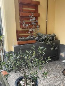 a plant in a pot sitting next to a wall at Il rifugio di Pongo in Ivrea