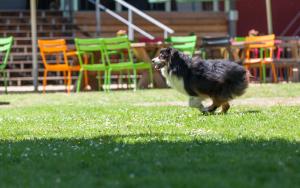 
a dog running in the grass with a frisbee in its mouth at Berghotel Vue in Berg en Terblijt
