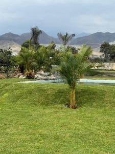 a palm tree in the grass next to a swimming pool at Club Positano Fundo Dell'Angelo in Mala