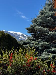a pine tree with a mountain in the background at Landhaus Anita Dolomiten Kronplatz in Perca