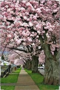 a row of trees with pink flowers on them at Dunbar Home in Vancouver