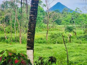 a palm tree in a field with a mountain in the background at Casa de Campo Arenal in San Francisco