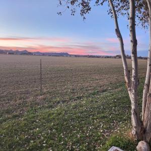 a tree in the middle of a field at The Elevated Retreat in Cedar City