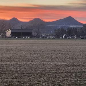 a herd of animals grazing in a field with a barn at The Elevated Retreat in Cedar City