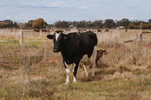 a black and white cow standing in a field at Organic Farm Stay by Tiny Away in Numurkah