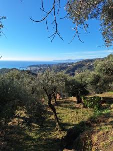 an olive tree on a hill with the ocean in the background at La Tana del Berü in Varazze