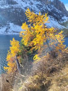 a tree with yellow leaves next to a body of water at Chambre double privée in Martigny-Ville