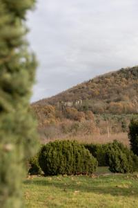 a row of bushes in a field with a hill at La Ferrara Agriturismo in Vairano Patenora