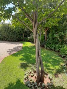 a small tree in the middle of a yard at Sleep@161 Benade Drive in Bloemfontein