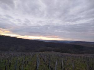 a view of a vineyard with a sunset in the background at Gîte de Burgy in Burgy +1 photo