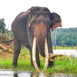 an elephant standing in the grass near the water at Blue mount stay in Gūdalūr +7 photos