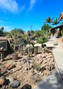 a garden of cacti and plants in a yard at Rancho Espinoza La Casita in San Ignacio +9 photos