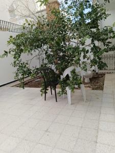 a black chair sitting next to a tree at Salmane Villa in Nabeul