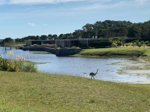 a bird standing in the grass next to a river at Lomas de San Vicente Hotel Boutique in Balneario Buenos Aires