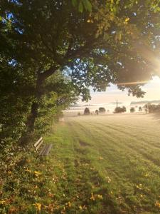 a park bench sitting under a tree in a field at Gasthaus Decker in Mittenaar