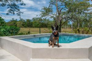 a dog sitting next to a swimming pool at Nelblu Flamingo Suites in Playa Flamingo +21 photos