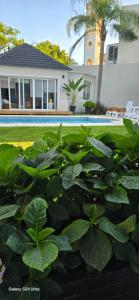 a garden with large green plants in front of a house at Blue House in San Pedro