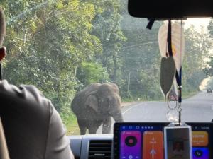 an elephant walking down a road in front of a vehicle at Elephant safari Lodge sigiriya junction in Habarana