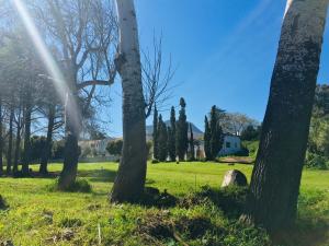 a group of trees in a field with a house in the background at The Barn, at Glenora Avenue in Somerset West