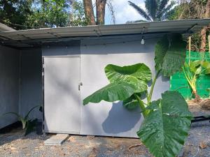 a garage door with a plant in front of it at Kalaland in Patong Beach