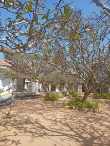 a tree in the middle of a dirt yard at Zendora Resort Yala in Tissamaharama