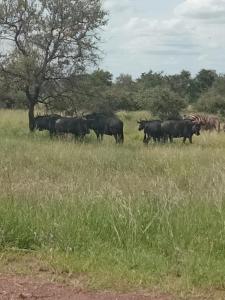 a herd of animals in a field with a zebra at Zindi Zindiza Lodge in Sandrivier