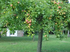 a group of apple trees in an apple orchard at Domaine de La Siaule in Saint-Germain-dʼAunay