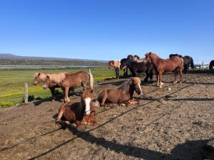 a group of horses standing around in a field at Finnsstaðir Holiday Home with Hot tub in Egilsstaðir