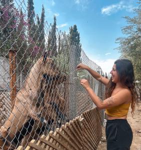 a woman standing next to a fence feeding a giraffe at Fekhara CC in Marrakesh +29 photos