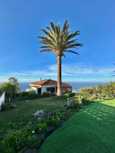 a palm tree in front of a house at Esperanza in Tacoronte