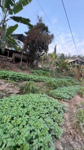 a field filled with green plants in a field at Chotlung BNB in Bijanbāri Bāzār +7 photos