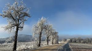 a snow covered road with trees on the side at Ferienwohnung Bleicherode in Bleicherode
