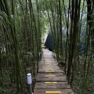 a wooden path through a bamboo forest with a sign at Bambusz-Kabin in Bárdudvarnok