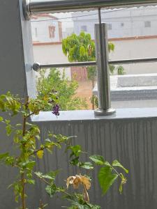 a view of a window with a plant at ESSERa1 in Nouakchott