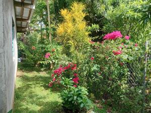 a garden with pink flowers in a yard at Lamkail beach island bungalow in Lénakel