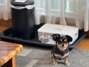 a small dog standing in front of a suitcase at ユーカラ屋 in Nanae