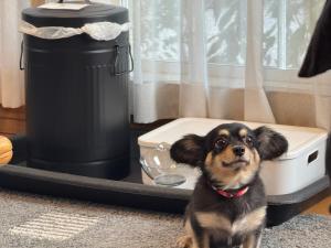 a small dog sitting in a dog bed at ユーカラ屋 in Nanae