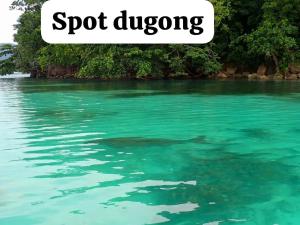 a dolphin swimming in the water with the words spot dugong at Homestay Yenkop in Poelau Mansoear