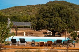 a swimming pool with chairs and a tree at Les Chalets de Tesa Adults Only in Occhiatana