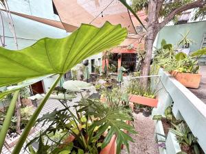 a garden with plants on a balcony at Casa Feliz Playa Norte in Mazatlán