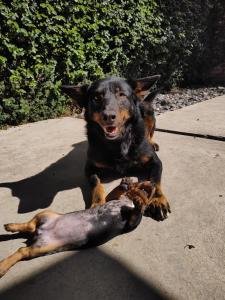 a dog laying on the ground with a toy at Laitale Uturu in San Salvador de Jujuy