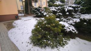 a snow covered garden with bushes and trees at Apartament Pola in Piła