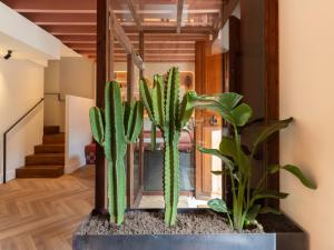 a couple of cactus plants in a room at Marton Turisme de Interior in Valldemossa +47 photos