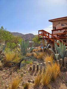 a garden with cacti and plants in front of a building at ECOCABAÑAS CERRO ARKO in Mendoza