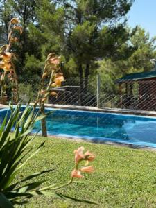 a flower in the grass next to a swimming pool at Cabañas Soledad in Villa Giardino