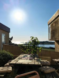 a table with a plant sitting on top of it at Auberge Granit Rose - Hébergement partagé en Auberge de Jeunesse - Vue sur mer - Dortoir mixte & Camping in Trébeurden +33 photos