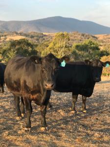two cows standing next to each other in a field at Hickey Vale Farm Studio in Broadford