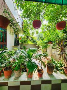 a group of potted plants sitting on a table at The leaf and Hill in Alwar