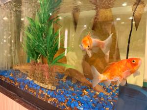 two goldfish in a tank in a room at Hotel Tenki Kathmandu in Kathmandu